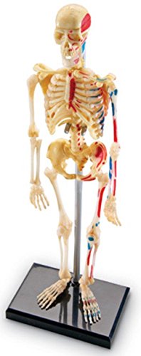 Modelo del esqueleto
