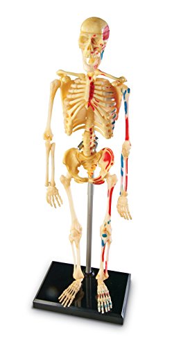 Modelo del esqueleto