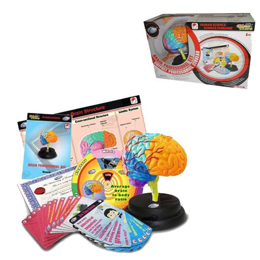 SET PROFESIONAL DEL CEREBRO  HUMANO - Ivanna & Pau - Juguetes, material didactico y productos para niños y el bienestar familiar