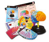 SET PROFESIONAL DEL CEREBRO  HUMANO - Ivanna & Pau - Juguetes, material didactico y productos para niños y el bienestar familiar